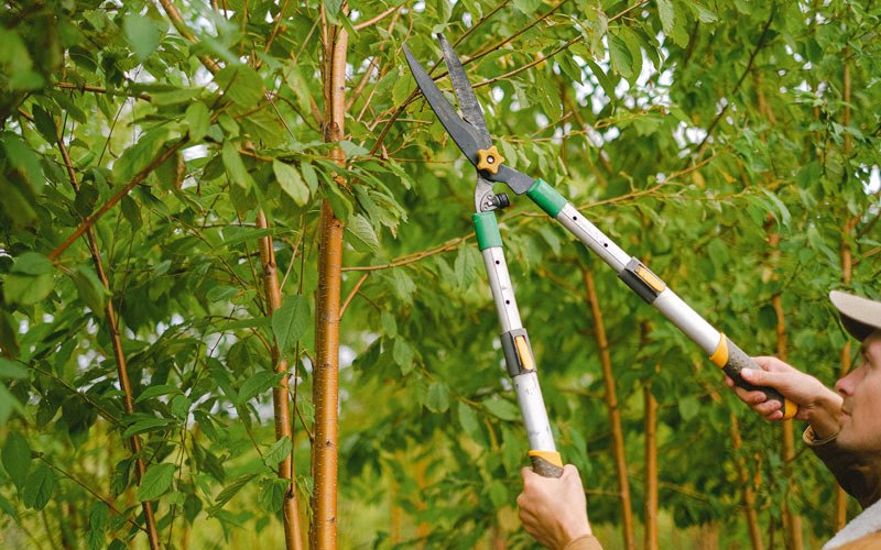 Tree trimming in Bridgewater, NY